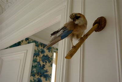 cool taxidermy