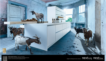 Animals in the kitchen