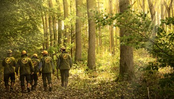 French Forest Floors